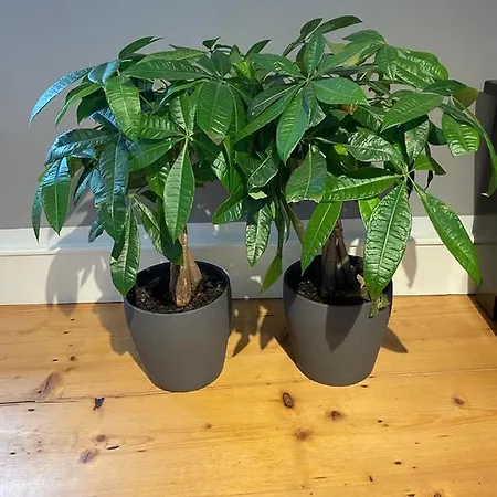 Appartament Anna2 Doppelbett * Kaub